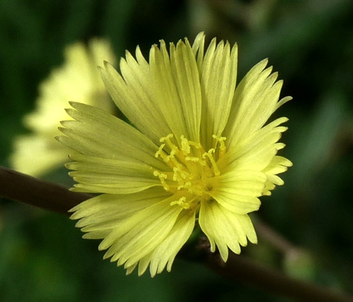 {Lactuca serriola}
